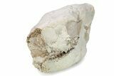 Fossil Oreodont (Merycoidodon) Partial Skull - South Dakota #285660-5